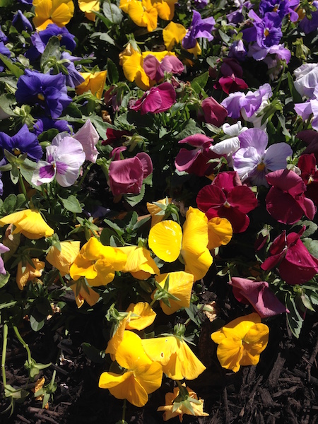 Pansies