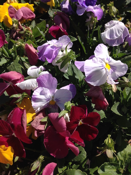 pansy