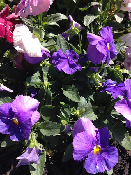 purple pansy